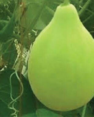 F-1 HYB (011) (Bottle Gourd)