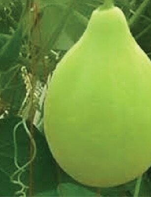 F-1 HYB (011) (Bottle Gourd)