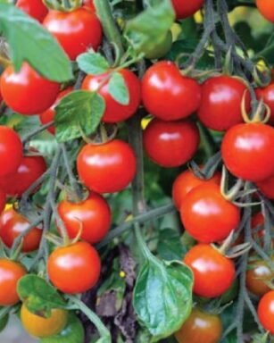 little delights cherry tomato