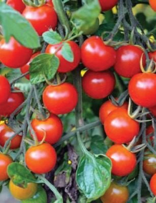 little delights cherry tomato