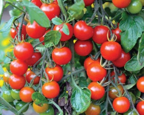 little delights cherry tomato