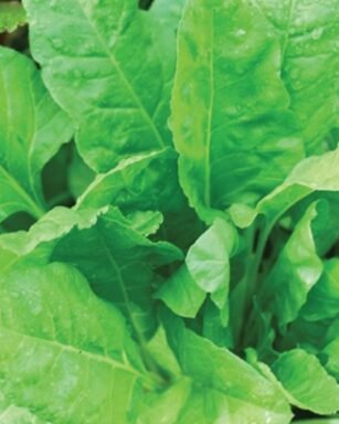 Spinach