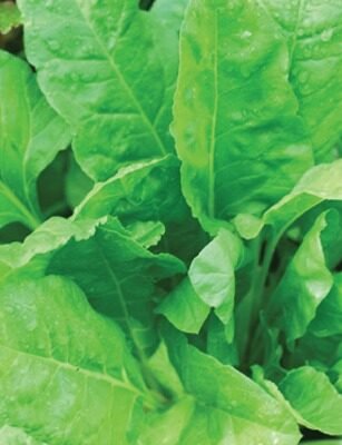 Spinach