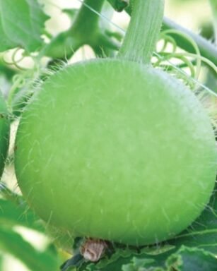 Tinda