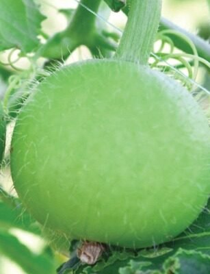 Tinda