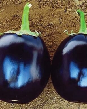 Brinjals