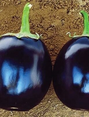Brinjals