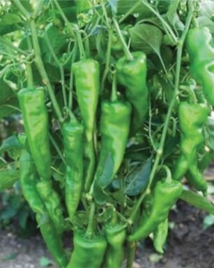 F1 Hyb HP-4 Chilli Seeds
