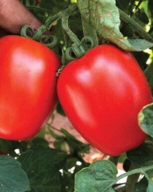F1 Hyb Bhavya Tomato Seeds