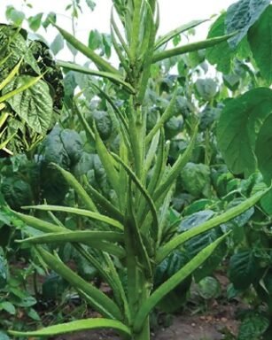 Spl 61 (Cluster Beans - Guar)