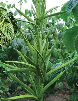 Spl 61 (Cluster Beans - Guar)