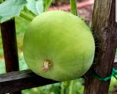 imgi 14 round gourd 28 04 2024 12 51 25
