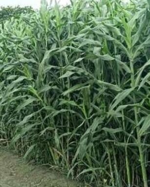 sweet sudan grass