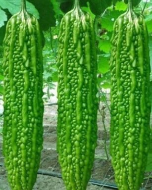 Alfa (F1 – HYB) (Bitter Gourd)