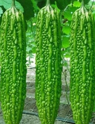 Alfa (F1 – HYB) (Bitter Gourd)