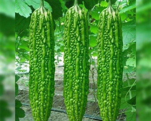 Alfa (F1 – HYB) (Bitter Gourd)