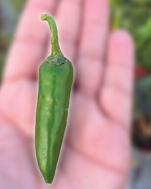 F1 Hyb HP-5 Chilli Seeds