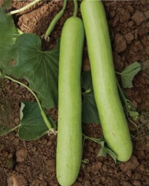 F-1 HYB (001) (Bottle Gourd)