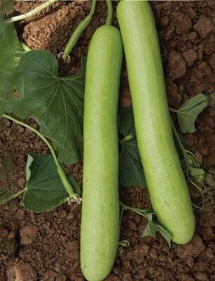 F-1 HYB (001) (Bottle Gourd)