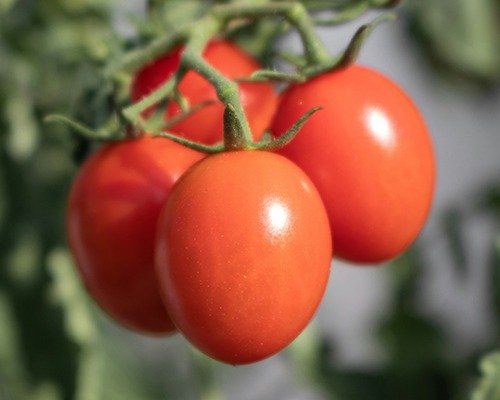imgi 20 vegetable item 1 28 04 2024 13 16 49