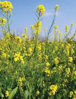 auto draft