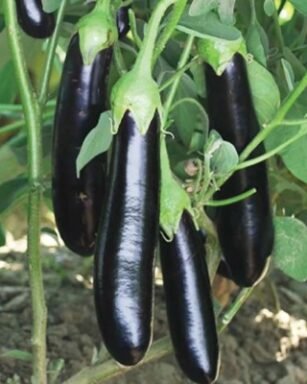 Black Pearl