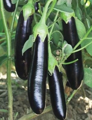 Black Pearl