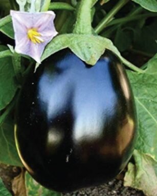 Blackbulb