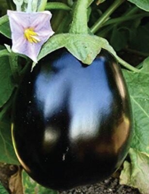 Blackbulb
