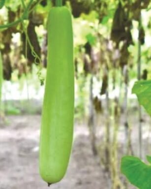 F-1 HYB (002) (Bottle Gourd)