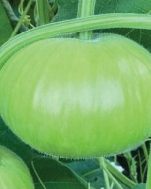 F-1 HYB (012) (Bottle Gourd)