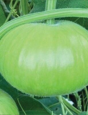 F-1 HYB (012) (Bottle Gourd)