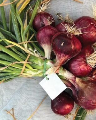 F1 HYB Red Boss Onion
