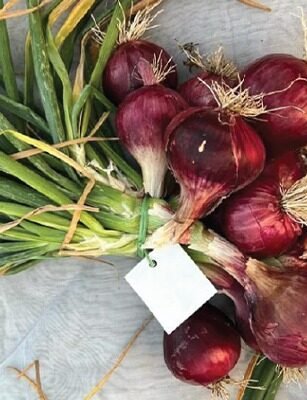 F1 HYB Red Boss (Onion)