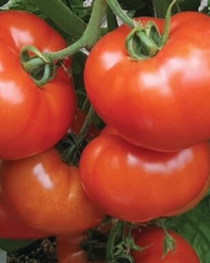 F1 Hyb Glory Tomato Seeds