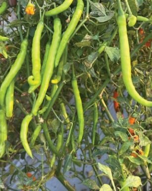 Buy F1 Hyb HP-1 Chilli Seeds from Platinum Seeds. High fruiting hybrid hot pepper variety with strong pungency, heat tolerance, and excellent market appeal.