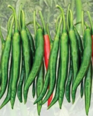 F1 Hyb HP-3 Chilli Seeds