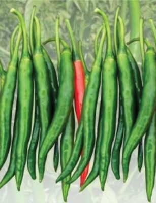 F1 Hyb HP-3 (Chilli)