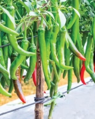 F1 Hyb HP-6 Chilli Seeds
