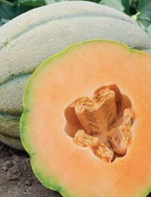 MM Art-7 (Muskmelon)