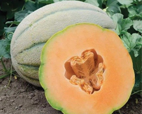 MM Art-7 (Muskmelon)