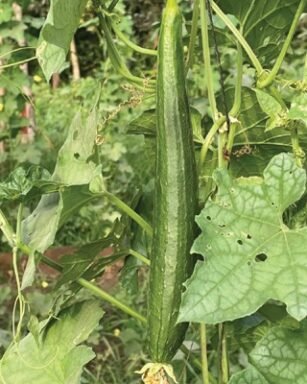 (F-1 HYB) (Sponge Gourd)
