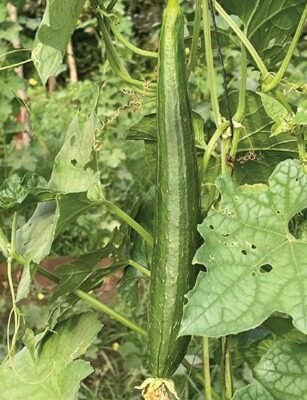 (F-1 HYB) (Sponge Gourd)