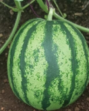 WM – 004 (Watermelon)