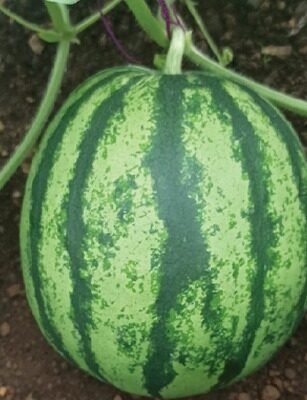 WM - 004 (Watermelon