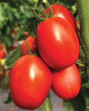 F1 Hyb Kabira Tomato Seeds