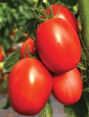 F1 Hyb kabira (Tomato)