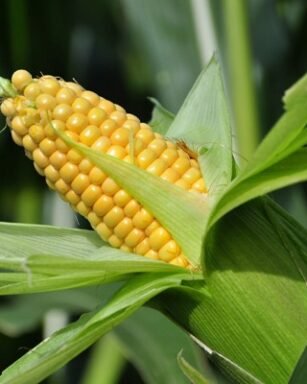 HYBRID MAIZE Fortune 5005 Seeds
