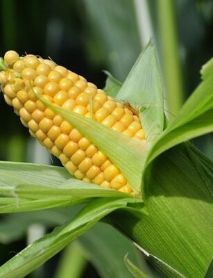 hybrid maize fortune 5005