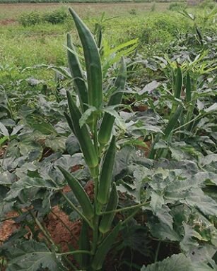 F-1 HYB Rockstar (Okra)
